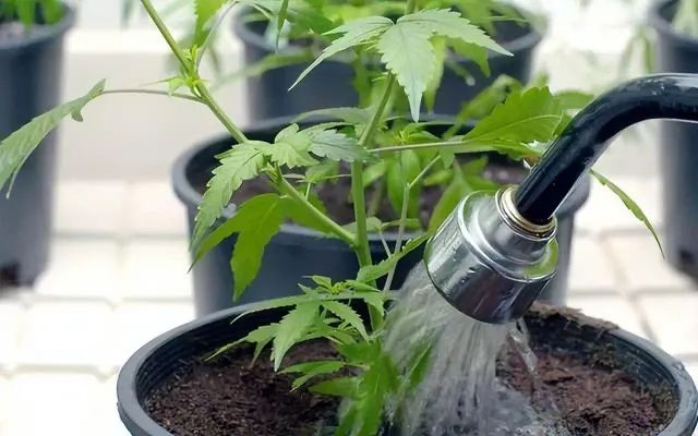 園藝技巧與植物養(yǎng)護